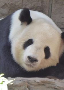 panda